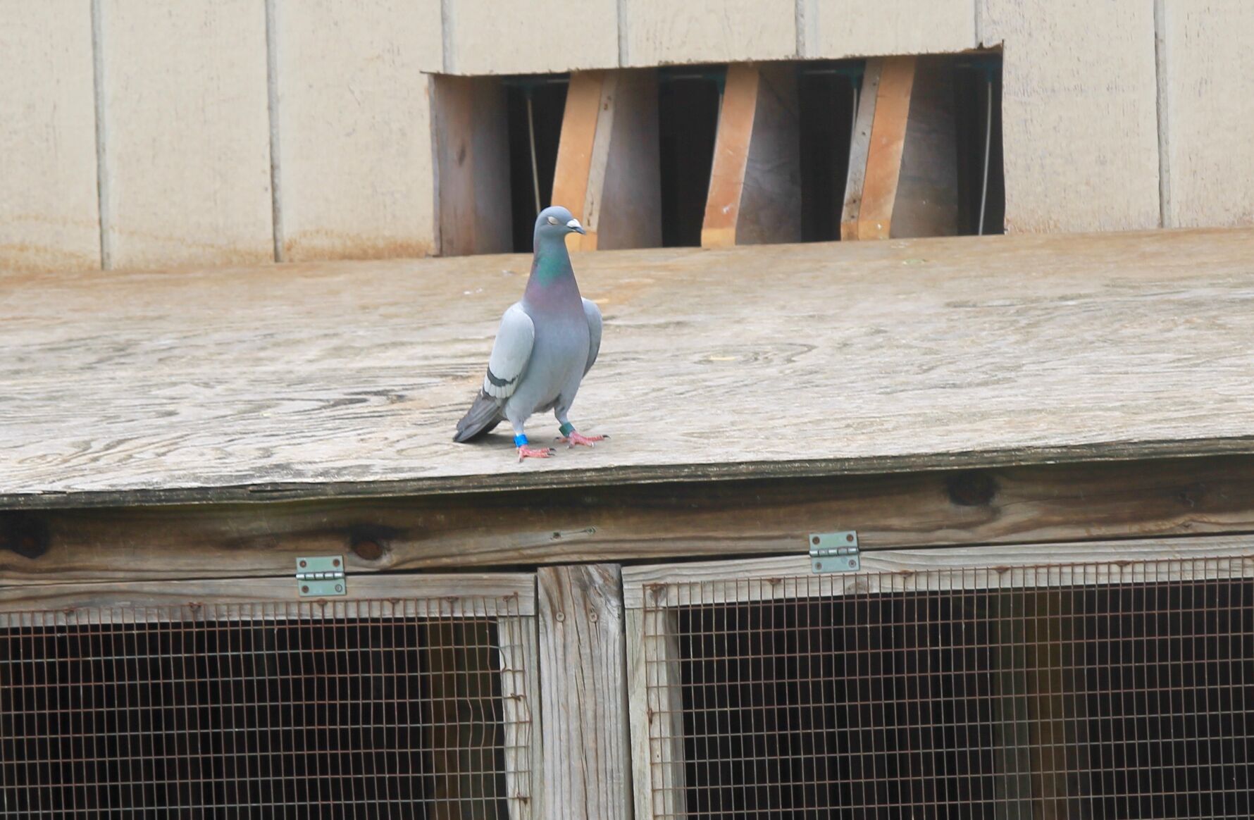 pigeon dawdles
